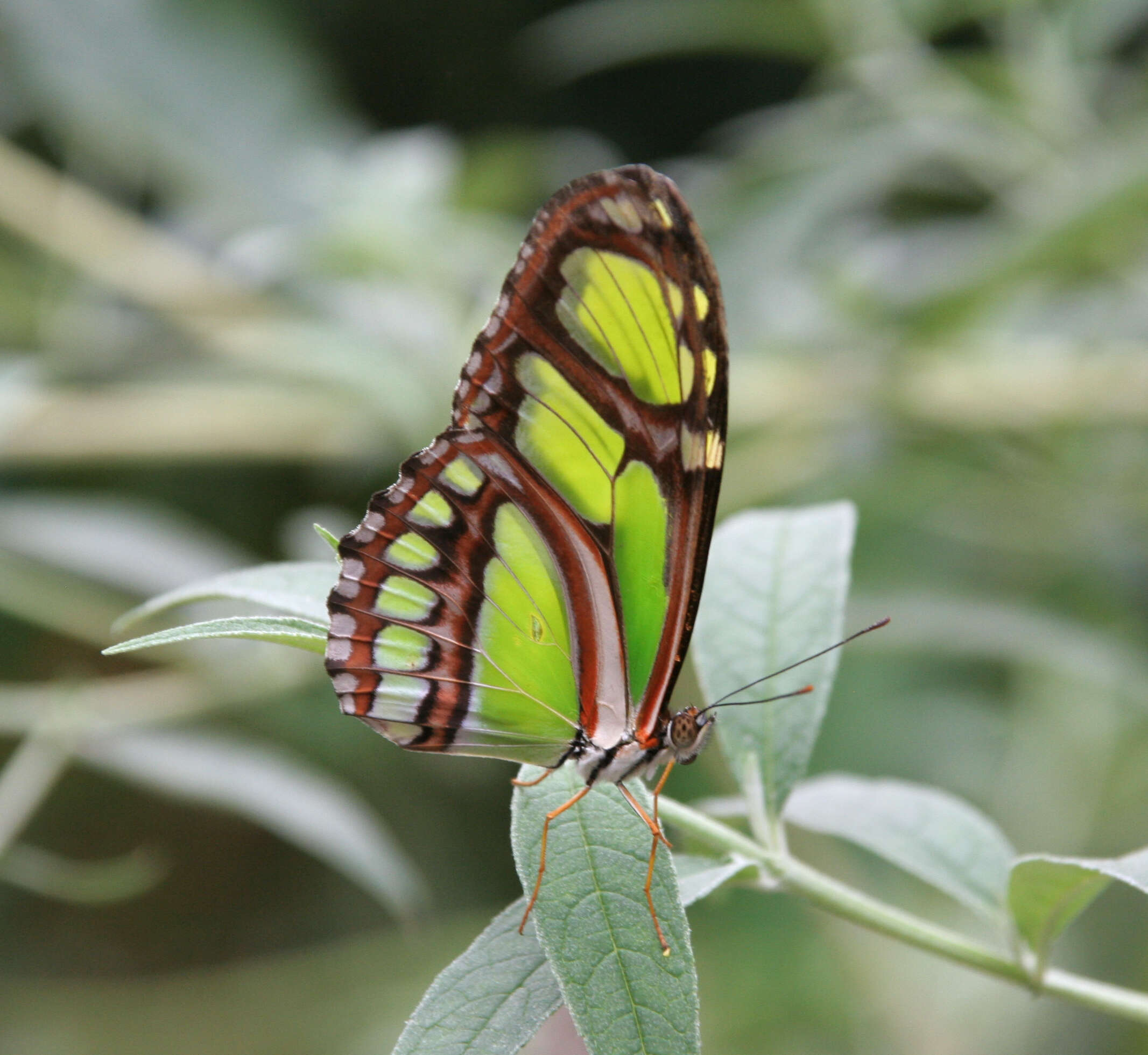 Image of dido longwing