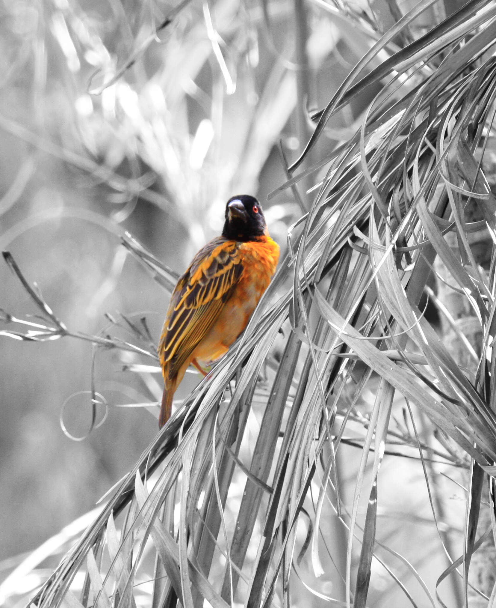 Image of Black-headed Weaver