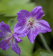 Image of Wood Crane's-bill