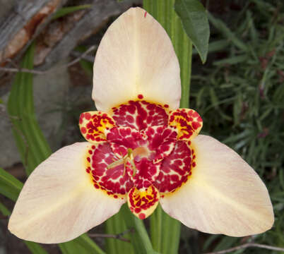 Image of Mexican Shellflower