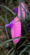 Image of Tillandsia guatemalensis