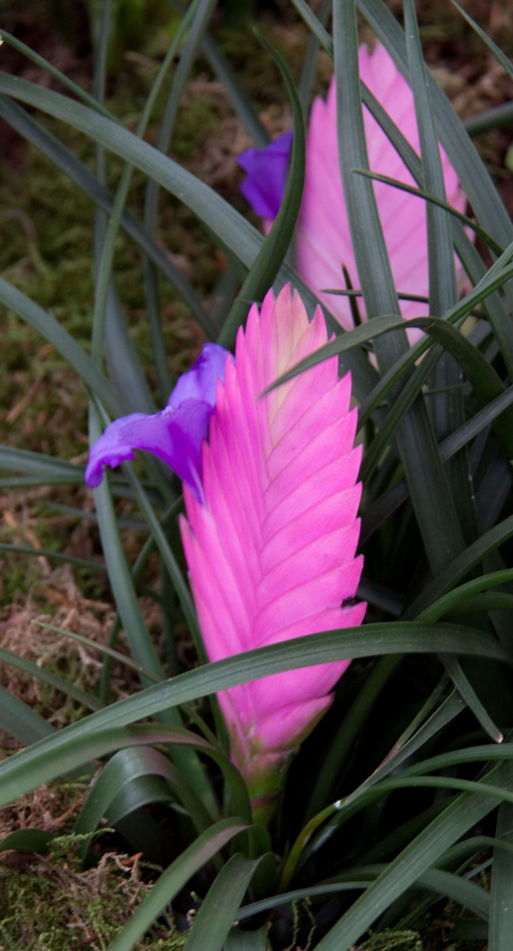 Image of Tillandsia guatemalensis