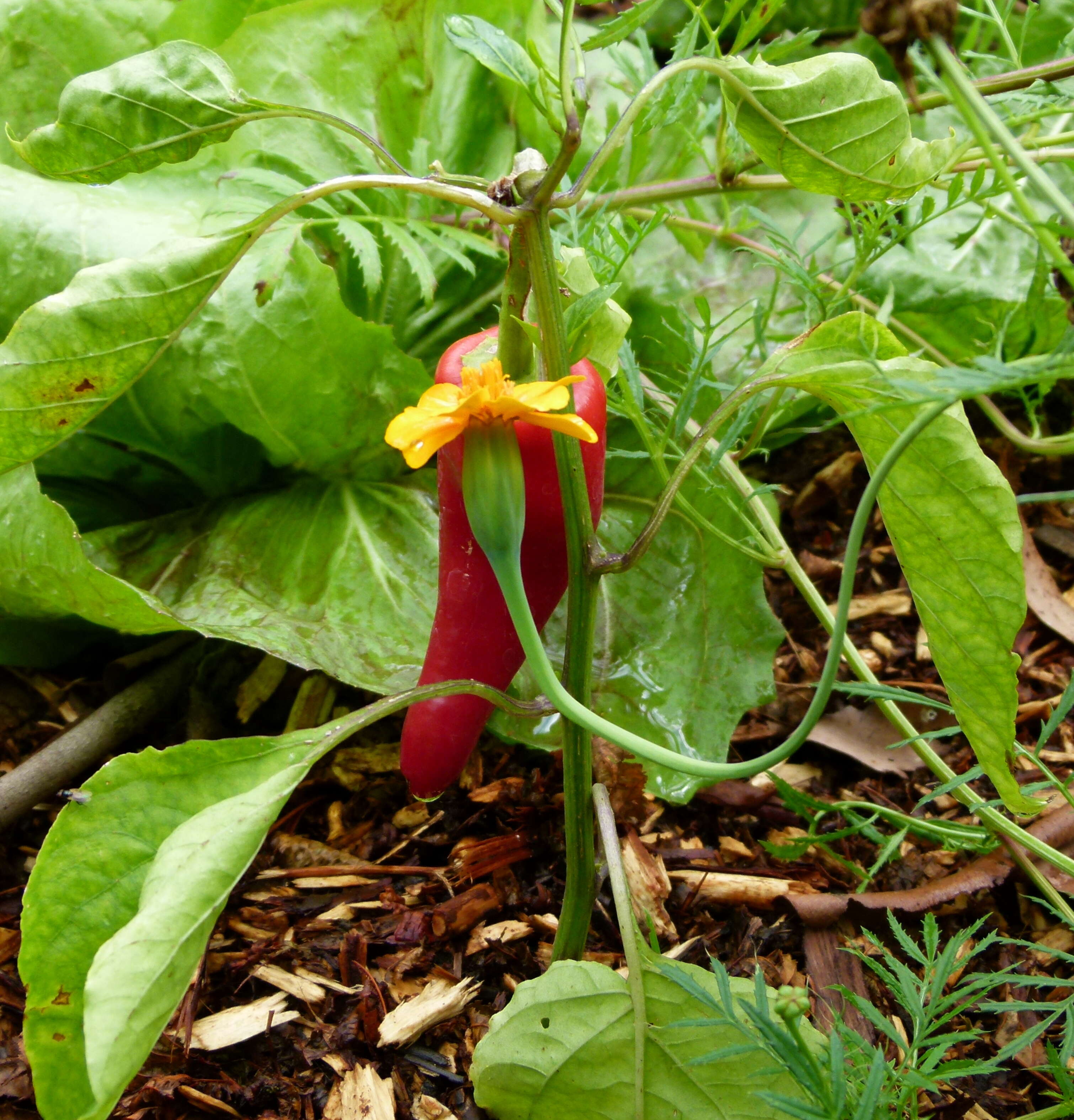 Image of cayenne pepper