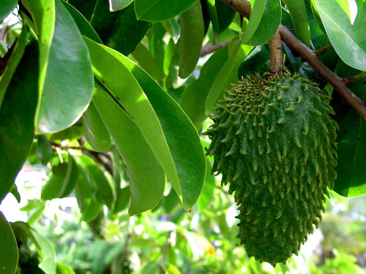 Image of soursop