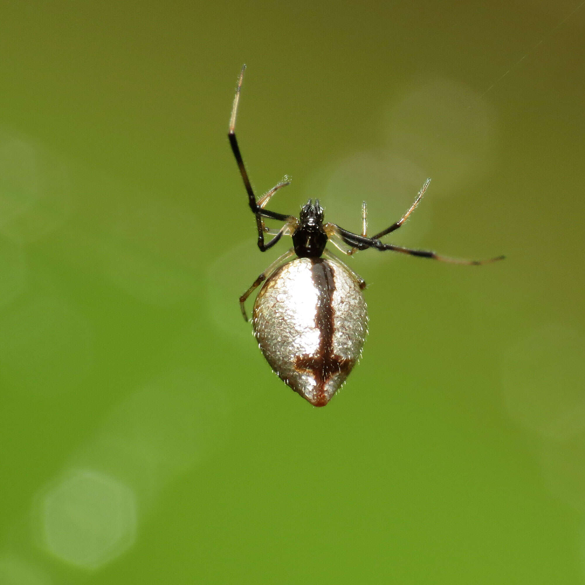 Image of Argyrodes elevatus Taczanowski 1873