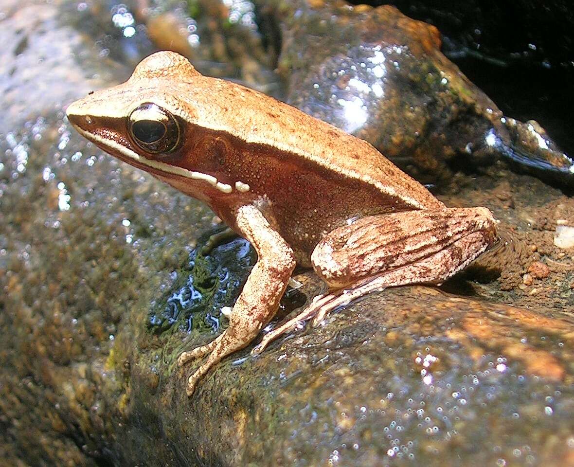 Image of Trivandrum frog