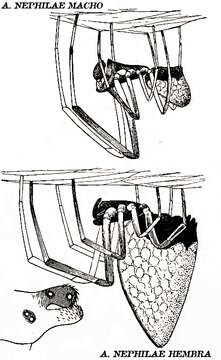 صورة Argyrodes nephilae Taczanowski 1873