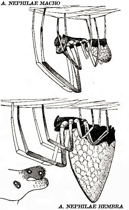 صورة Argyrodes nephilae Taczanowski 1873