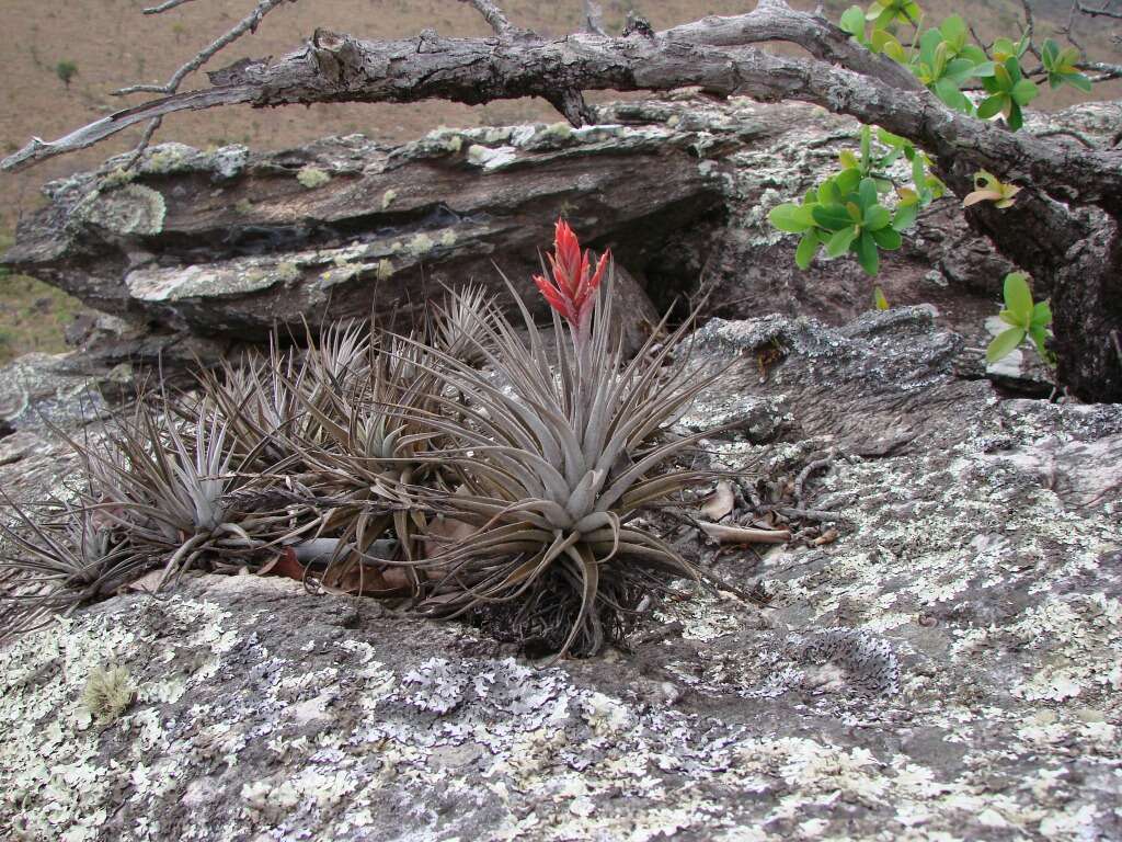 Image of Tillandsia didisticha (É. Morren) Baker