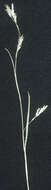 Image of hair-like sedge