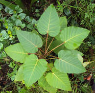 Image of Ficus arnottiana (Miq.) Miq.