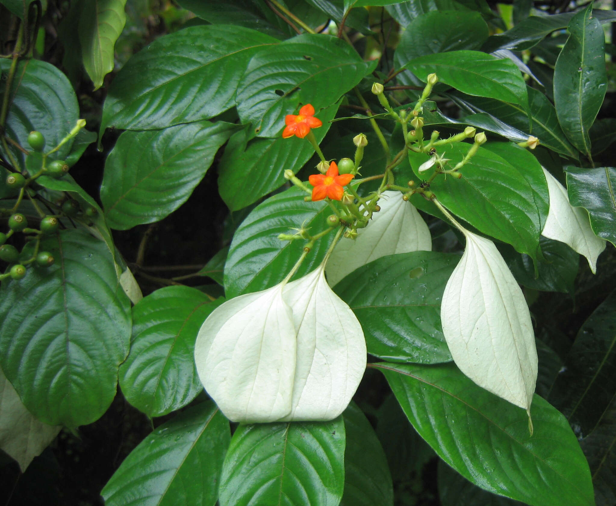 Image of White flag bush