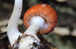 Leucoagaricus rubrotinctus (Peck) Singer 1948 resmi