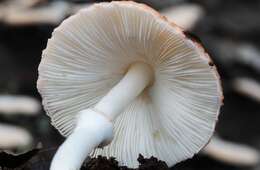 Leucoagaricus rubrotinctus (Peck) Singer 1948 resmi