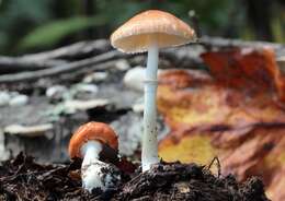 Leucoagaricus rubrotinctus (Peck) Singer 1948 resmi