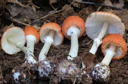 Leucoagaricus rubrotinctus (Peck) Singer 1948 resmi