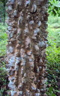 Image of Zanthoxylum rhetsa (Roxb.) DC.