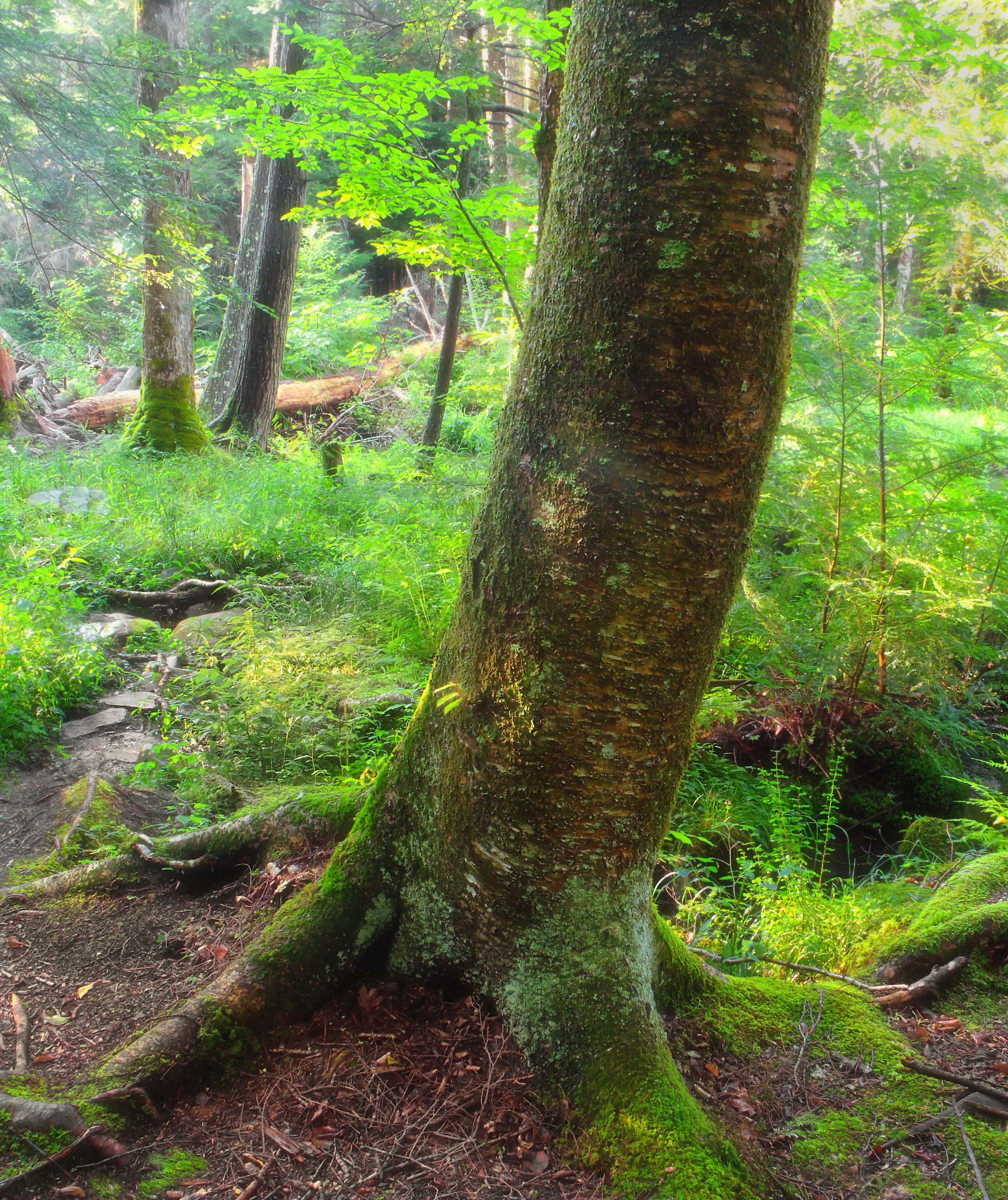 Image of Gray birch