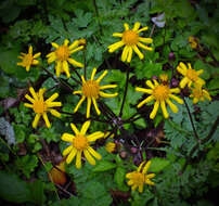 Image of golden ragwort