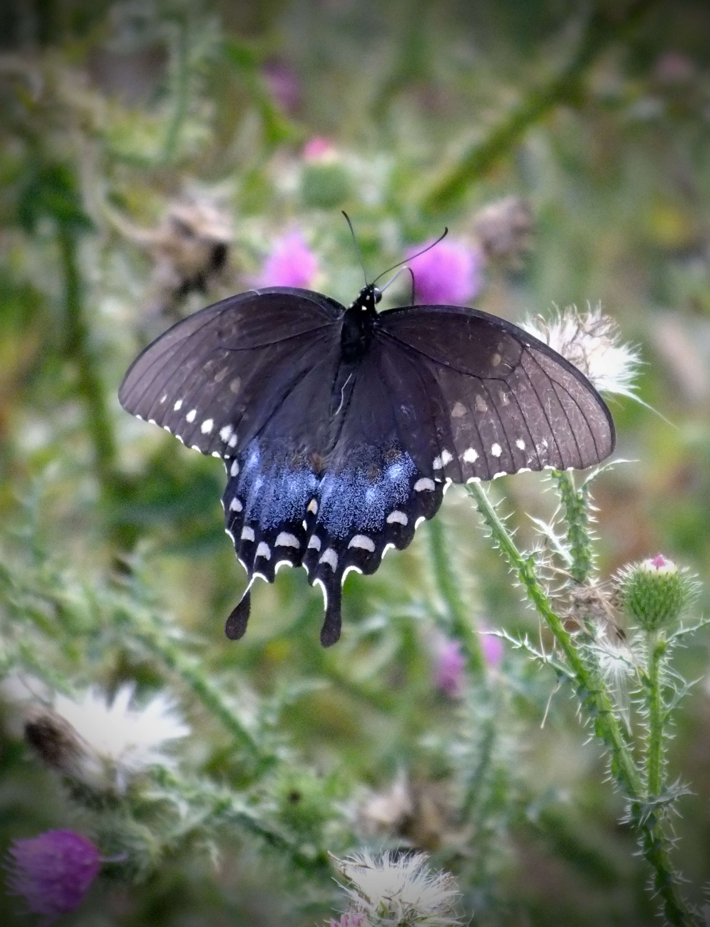 Image of Spicebush swallowtail