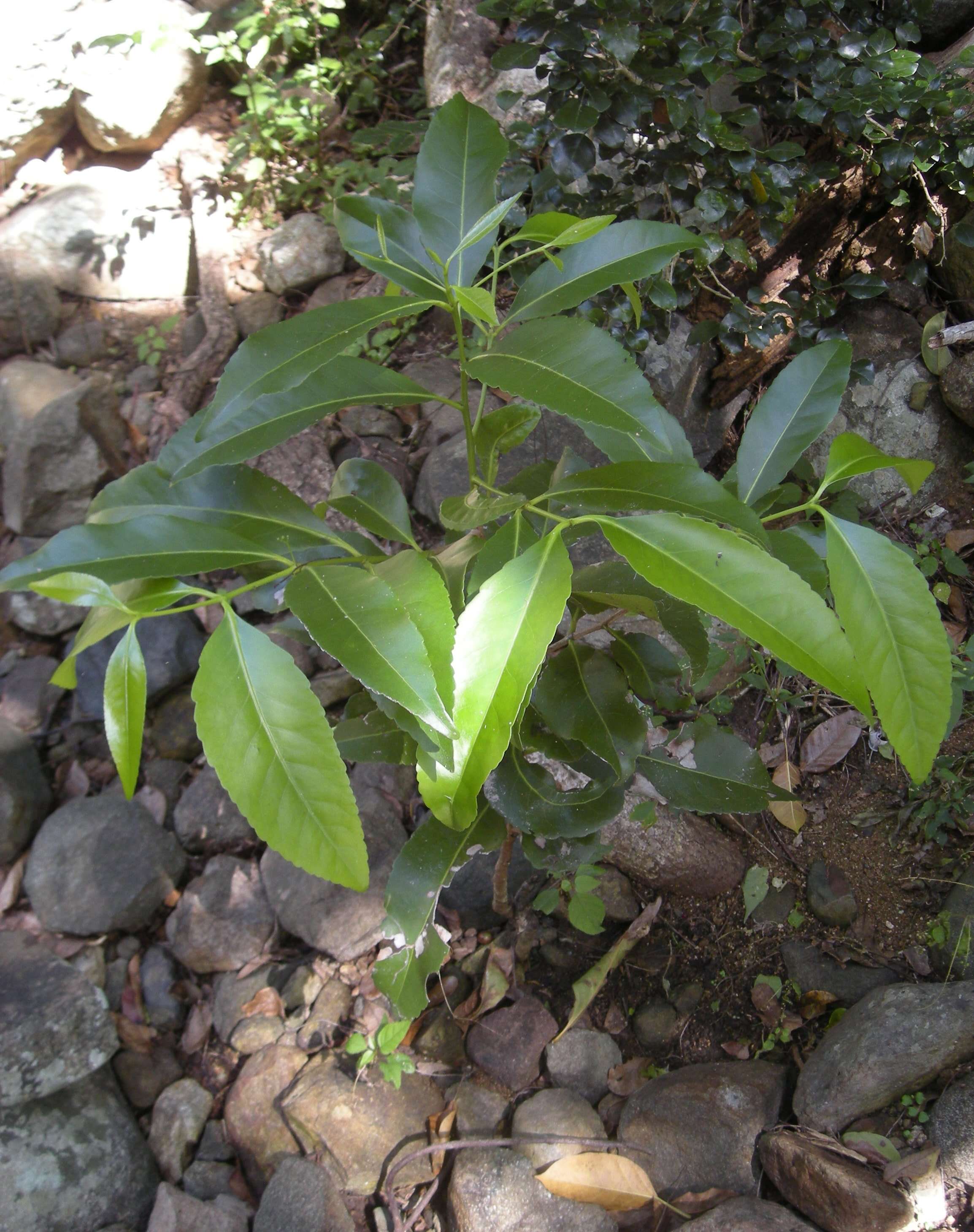 Image of Elaeodendron melanocarpum F. Müll.