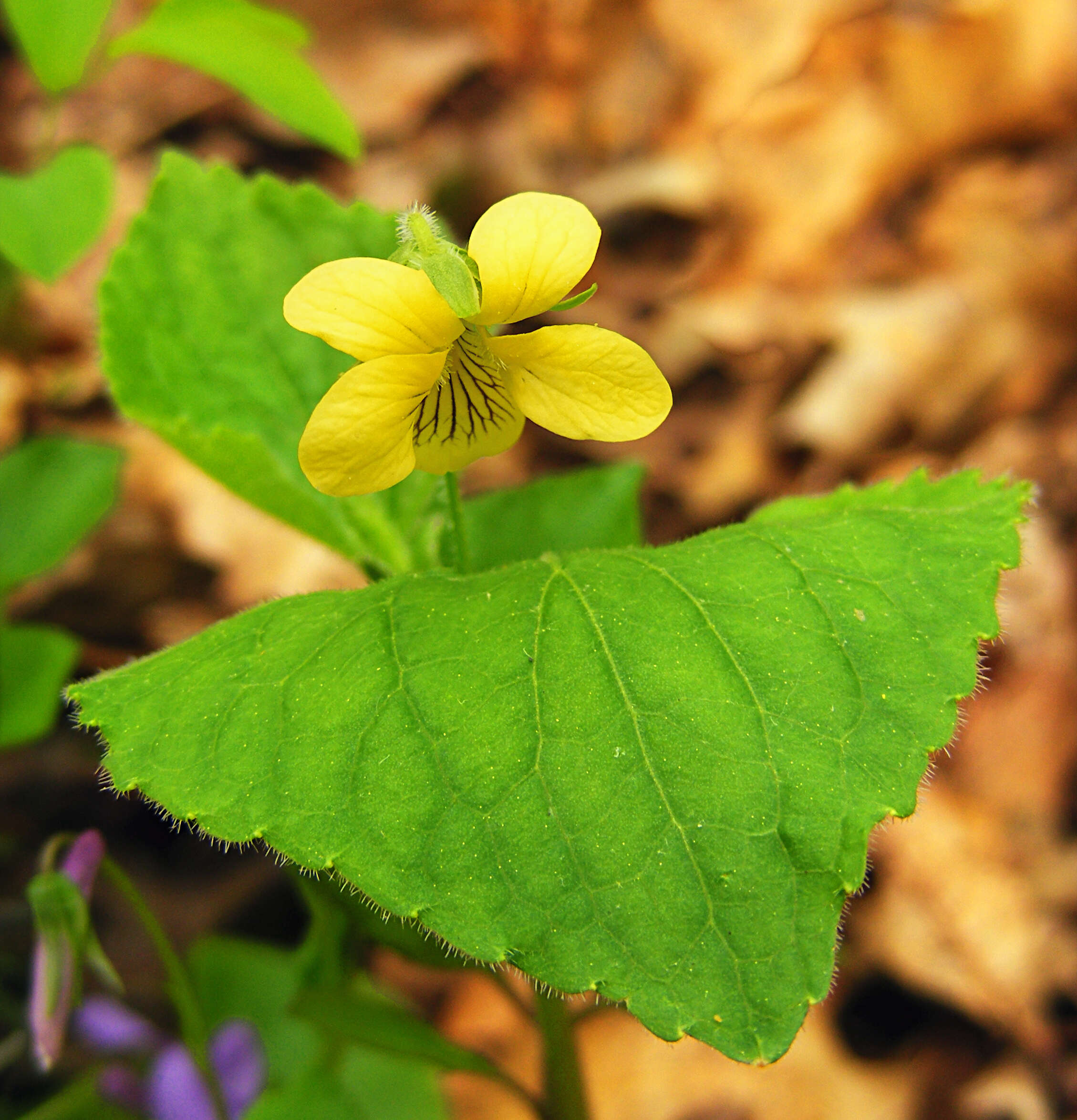 Image of downy yellow violet