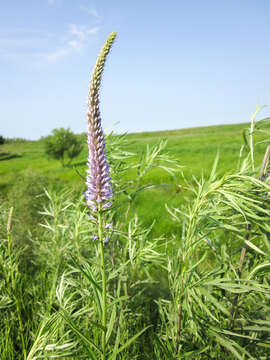 Image de Veronicastrum tubiflorum (Fisch. & Mey.) J. Soják