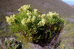 Image of Berzelia lanuginosa (L.) Brongn.