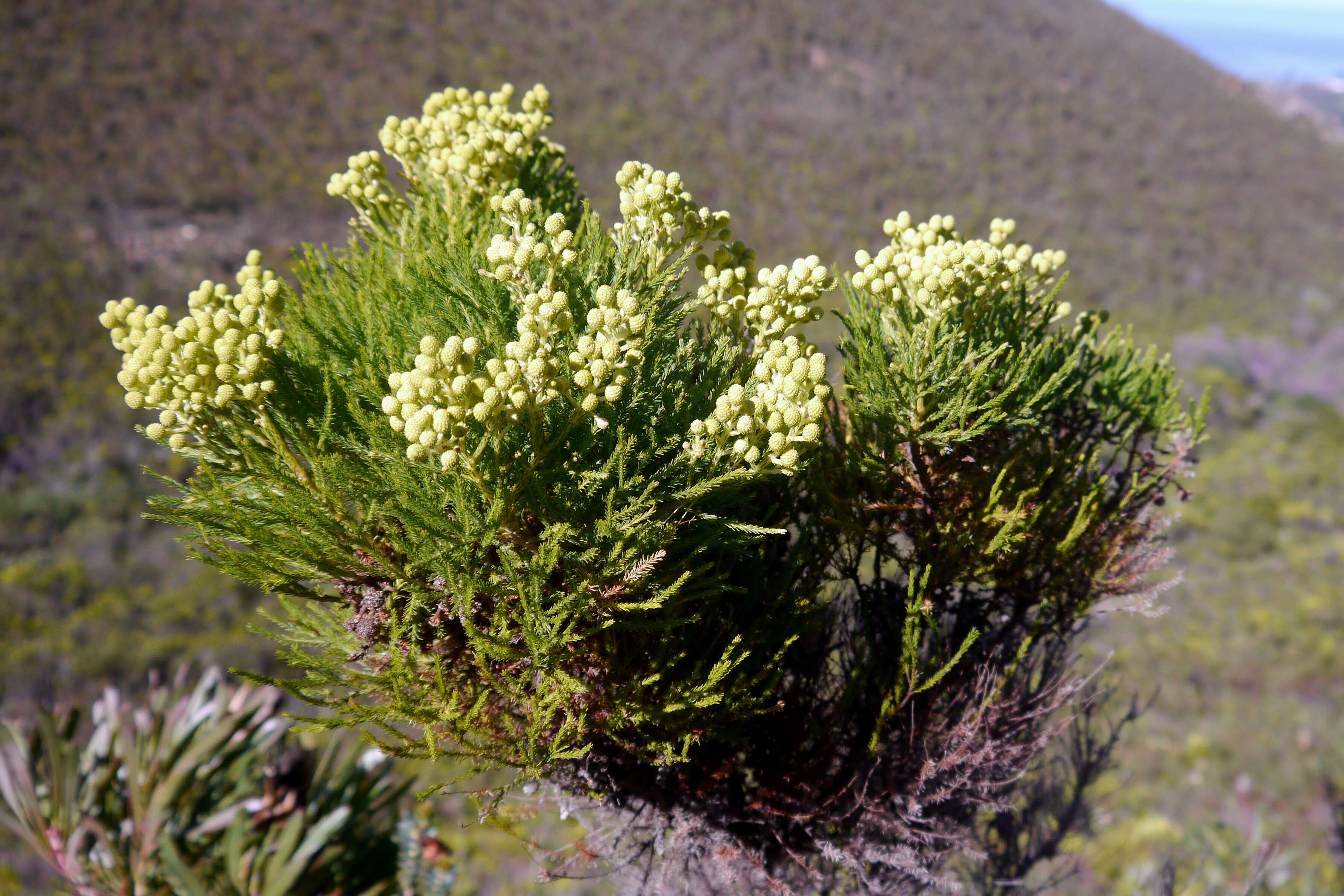 Image of Berzelia lanuginosa (L.) Brongn.