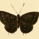 Image of Triclema lucretilis (Hewitson 1874)