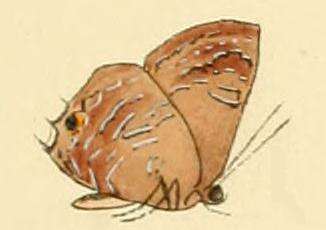 Image of Anthene ligures (Hewitson 1874)