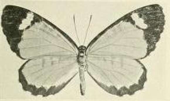 Image de Telipna plagiata Joicey & Talbot 1921