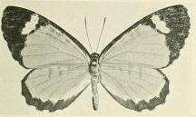 Image of Telipna plagiata Joicey & Talbot 1921