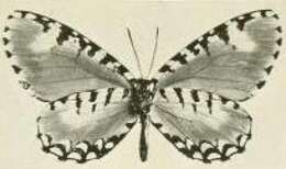 Image of Telipna plagiata Joicey & Talbot 1921