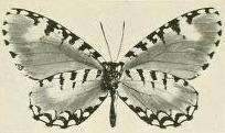 Image of Telipna plagiata Joicey & Talbot 1921