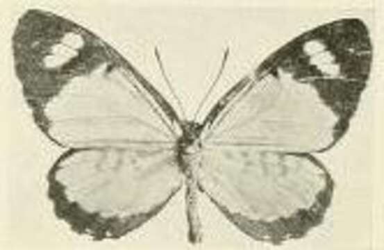 Image of Telipna hollandi Joicey & Talbot 1921