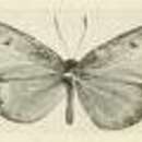 Image of Ptelina subhyalina (Joicey & Talbot 1921)