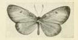 Image de Ptelina subhyalina (Joicey & Talbot 1921)