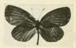 Image of Mimeresia neavei (Joicey & Talbot 1921)