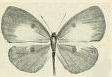 Image of Tetrarhanis ilma (Hewitson 1873)