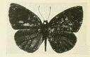 Imagem de Epitola viridana Joicey & Talbot 1921