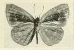 Imagem de Epitola viridana Joicey & Talbot 1921