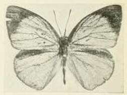 Imagem de Epitola urania Kirby 1887