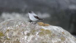 Image of Torrent Tyrannulet