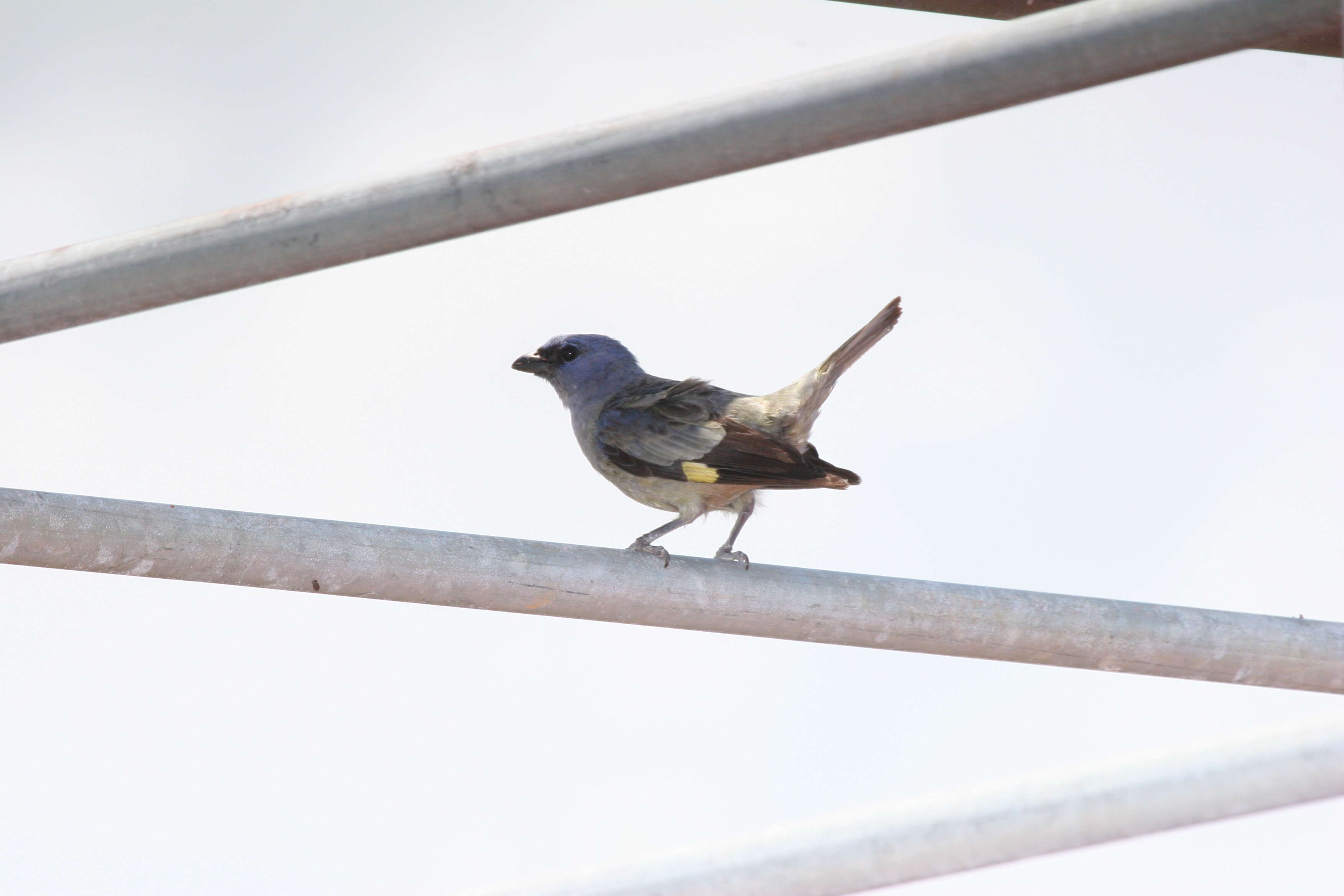 Image of Yellow-winged Tanager