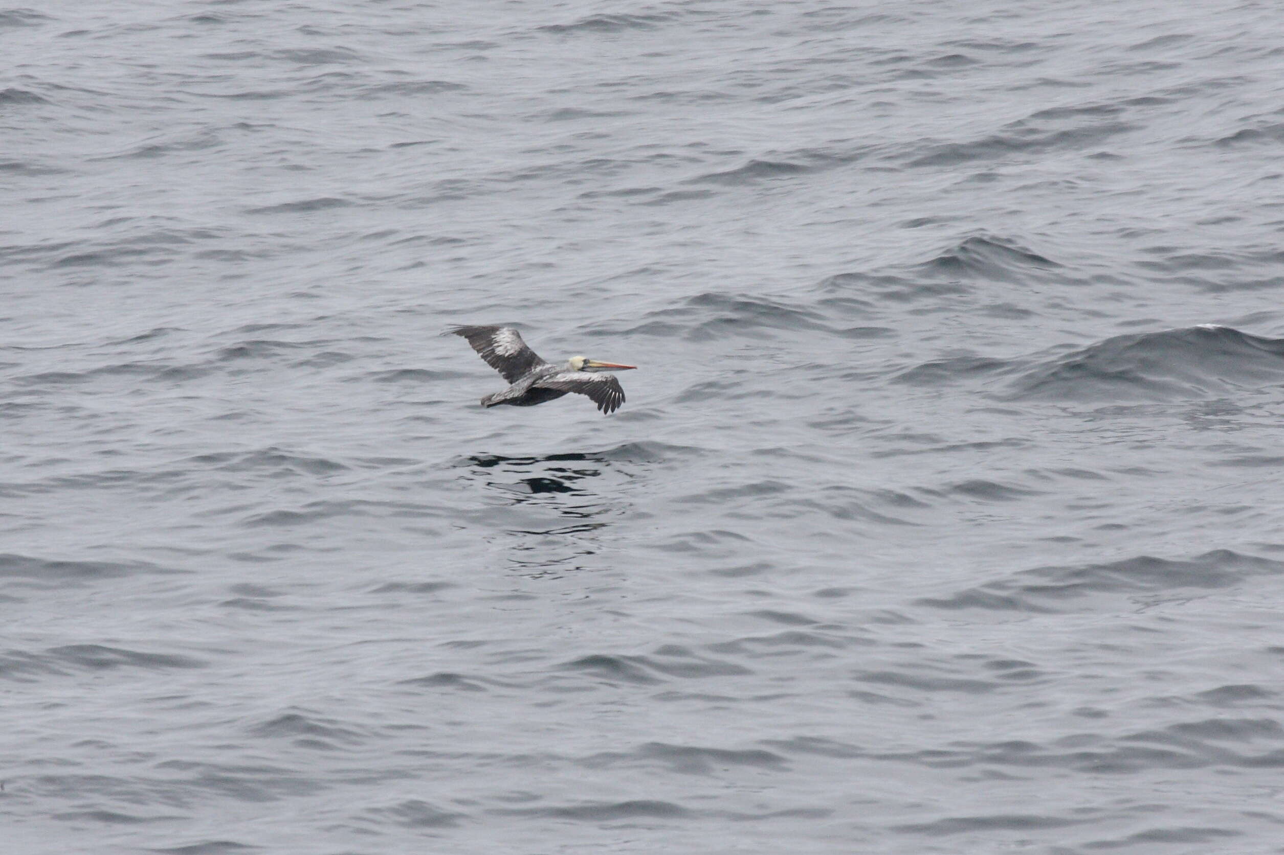 Image of Peruvian Pelican