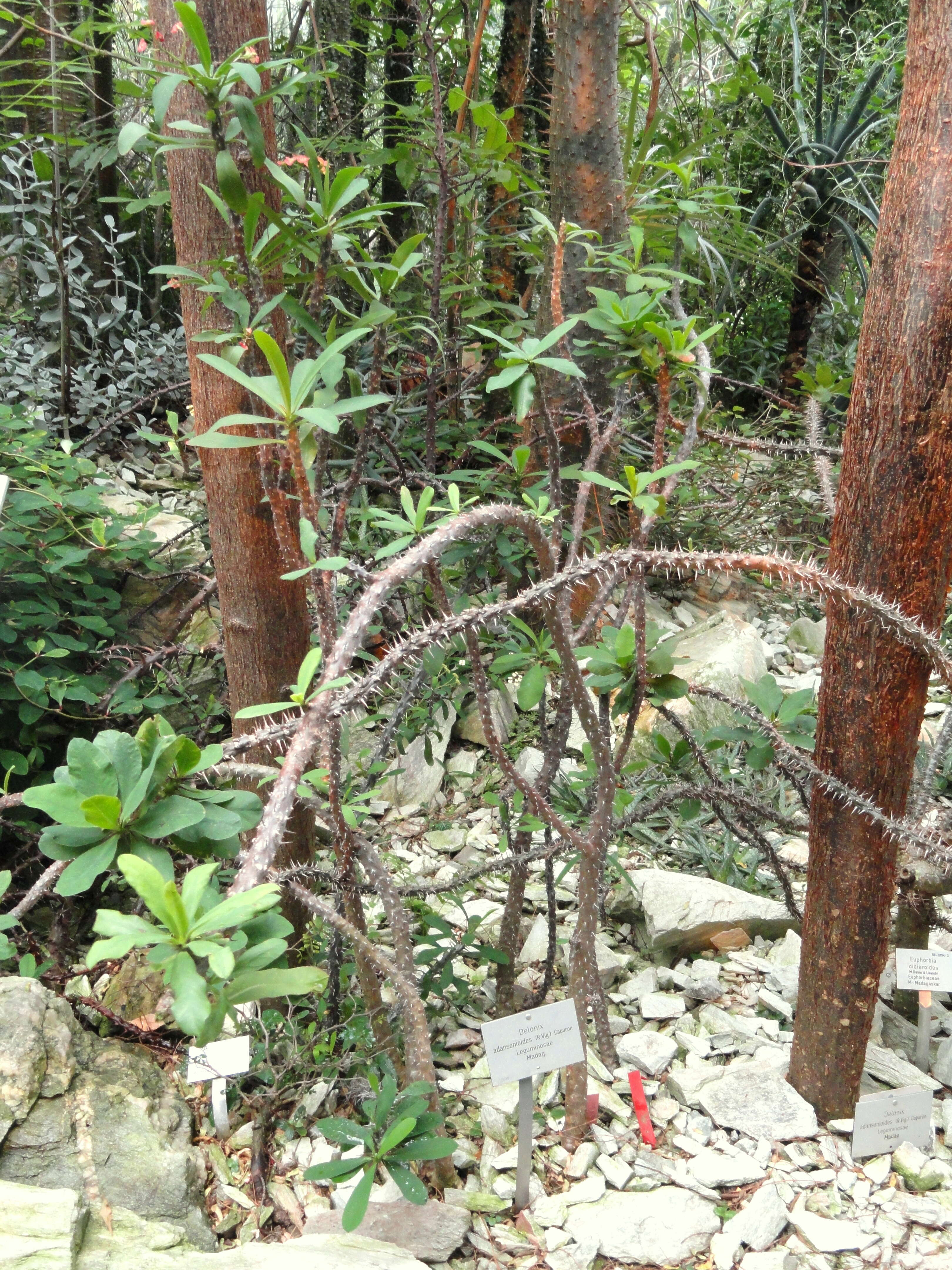 Plancia ëd Delonix floribunda (Baill.) Capuron