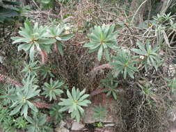 Euphorbia didiereoides Denis ex Leandri resmi