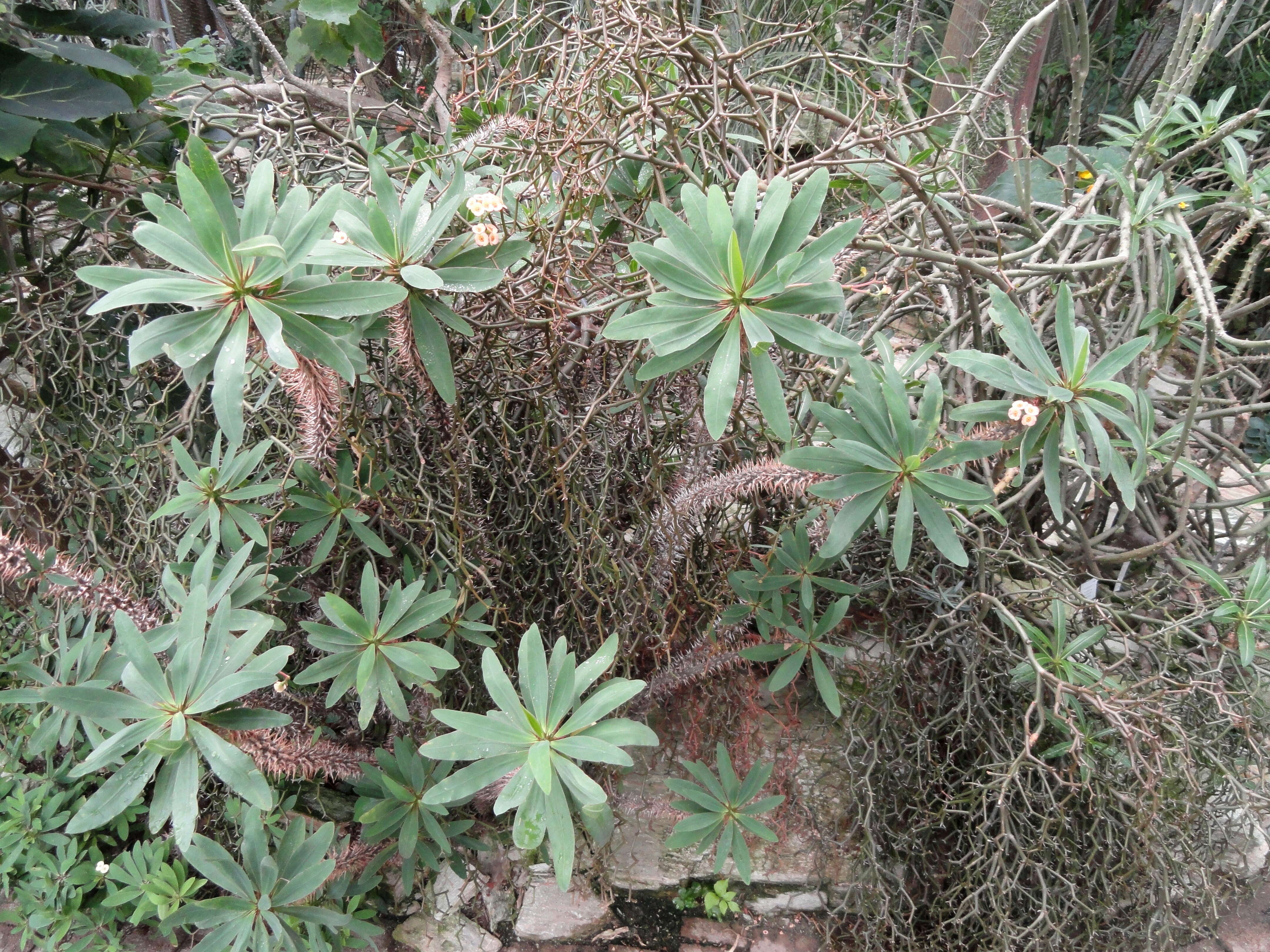 Image of Euphorbia didiereoides Denis ex Leandri
