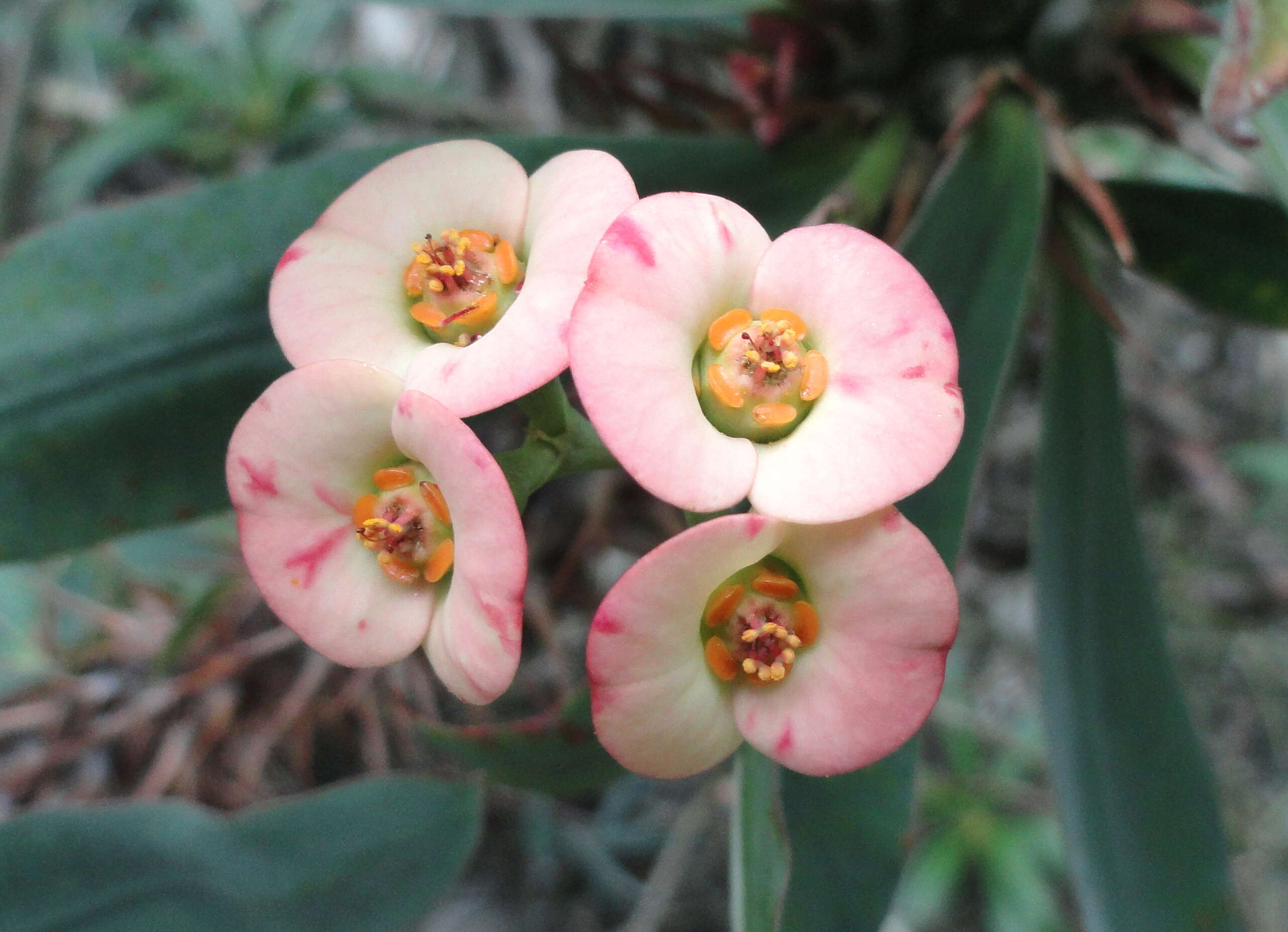 Image of Euphorbia didiereoides Denis ex Leandri